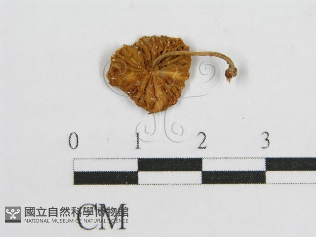 登錄號:F0001786藏品圖，第3張