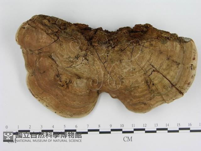 登錄號:F0004786藏品圖，第3張