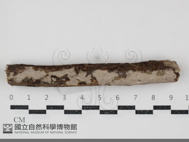 刺皮菌屬藏品圖，第3張