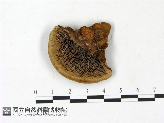 登錄號:F0022786藏品圖，第3張