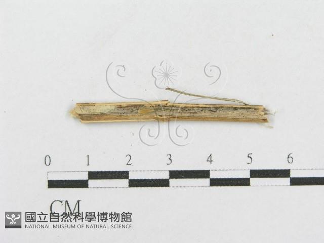 登錄號:F0012786藏品圖，第3張