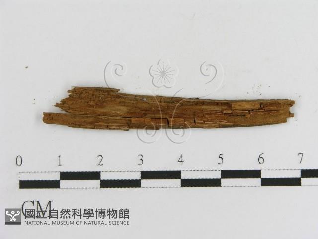 登錄號:F0017786藏品圖，第3張