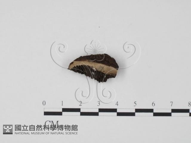 登錄號:F0009786藏品圖，第3張