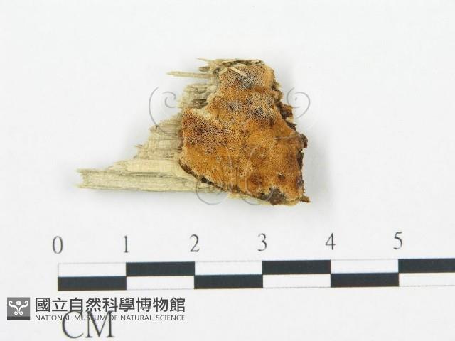 登錄號:F0019786藏品圖，第1張