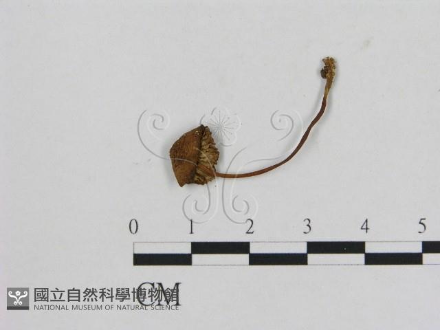 小菇屬藏品圖，第3張