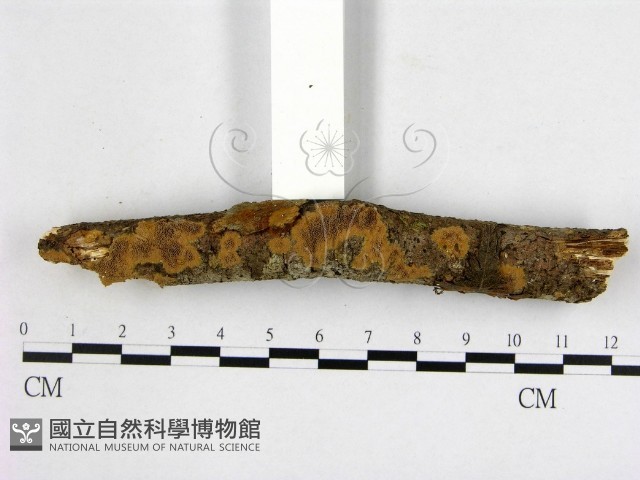 登錄號:F0013786藏品圖，第3張