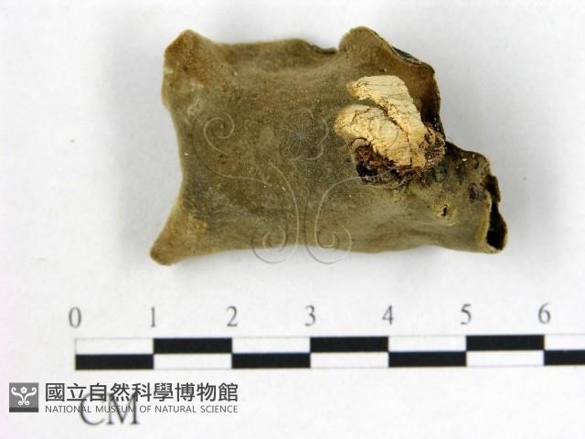 毛木耳藏品圖，第3張