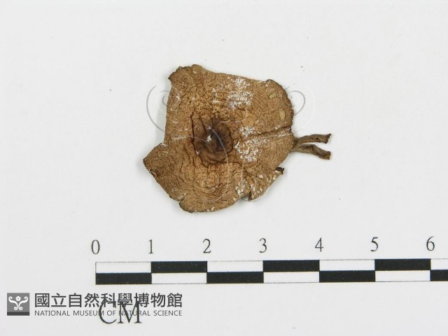 細鱗蘑菇藏品圖，第3張