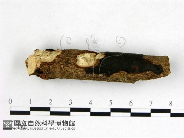 登錄號:F0022586藏品圖，第3張