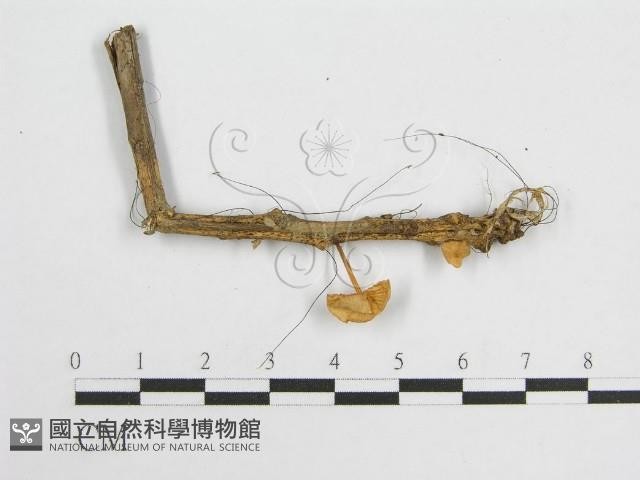 登錄號:F0007586藏品圖，第3張