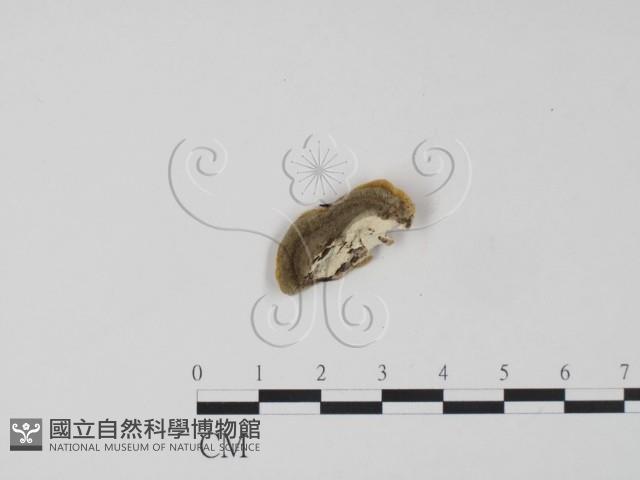 登錄號:F0017586藏品圖，第3張
