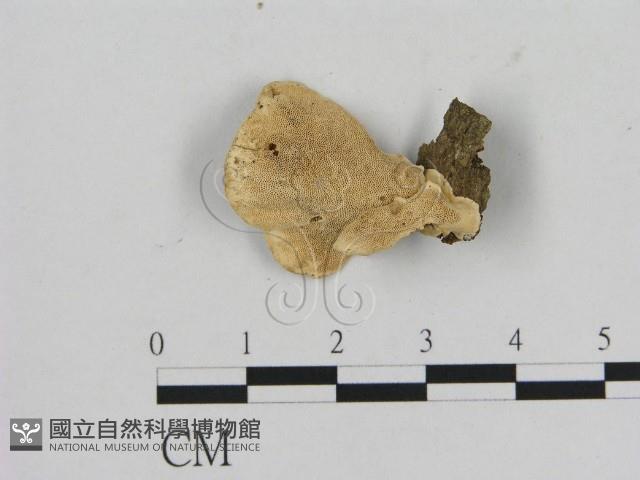 登錄號:F0005586藏品圖，第3張