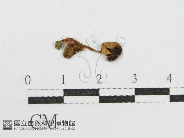 登錄號:F0015586藏品圖，第3張