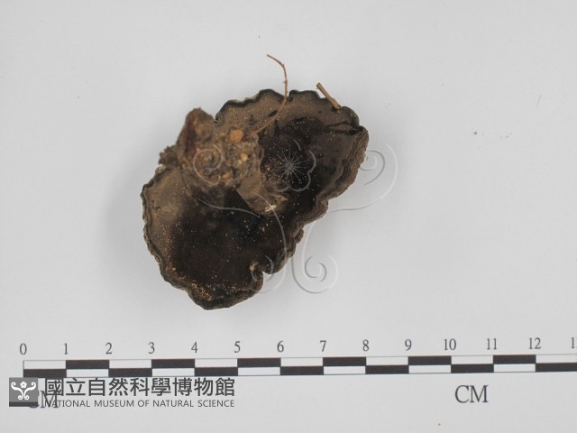 登錄號:F0023586藏品圖，第3張