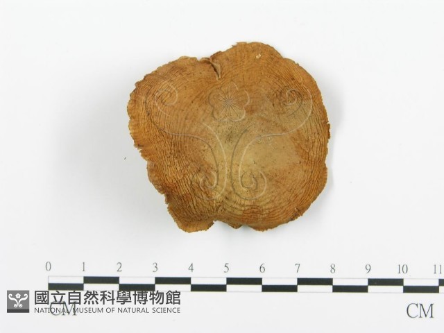 登錄號:F0008186藏品圖，第3張