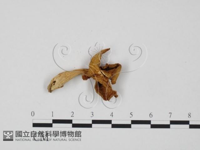 登錄號:F0020186藏品圖，第3張