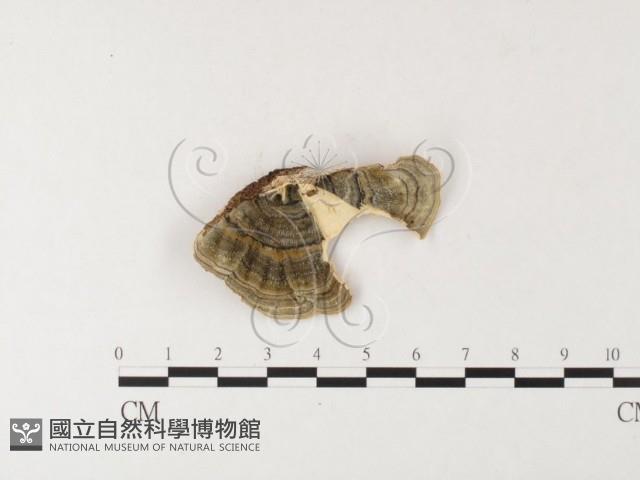 雲芝藏品圖，第1張