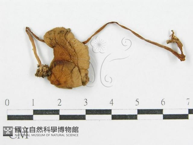 登錄號:F0016186藏品圖，第3張