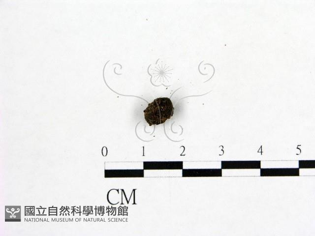 登錄號:F0001186藏品圖，第3張