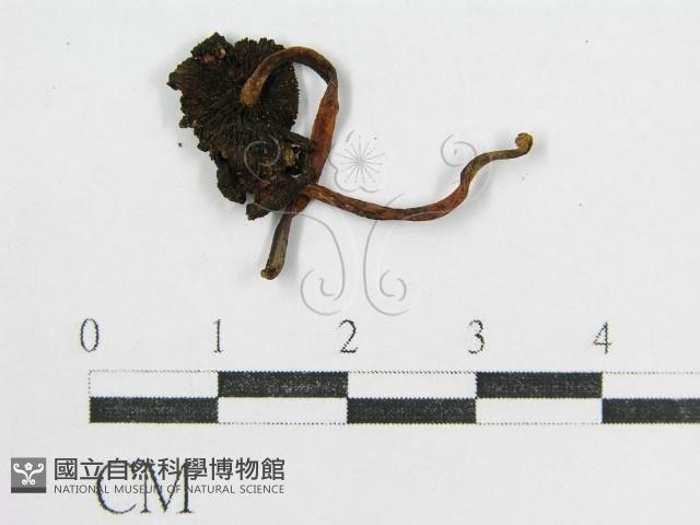 鬼傘屬藏品圖，第3張