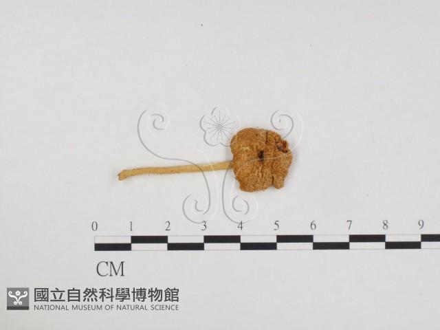 登錄號:F0024186藏品圖，第3張