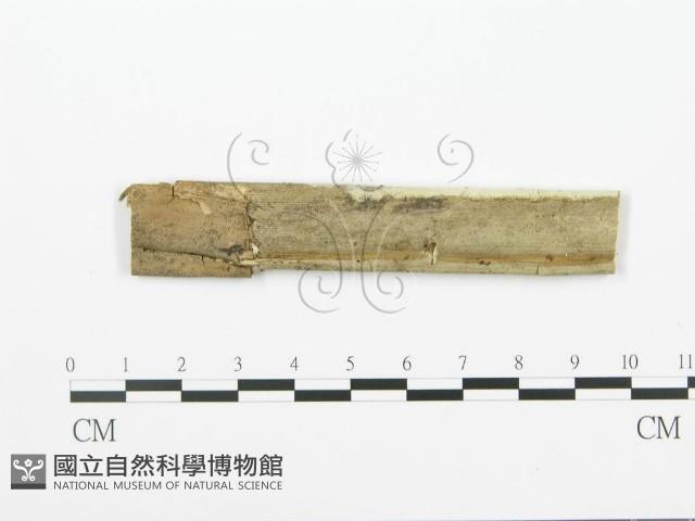 射脈菌屬藏品圖，第3張