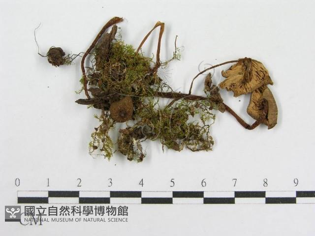 粉褶菌屬藏品圖，第3張