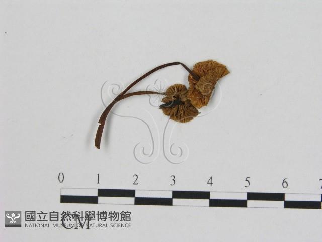 小菇屬藏品圖，第3張