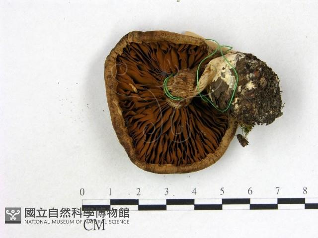 登錄號:F0017186藏品圖，第3張
