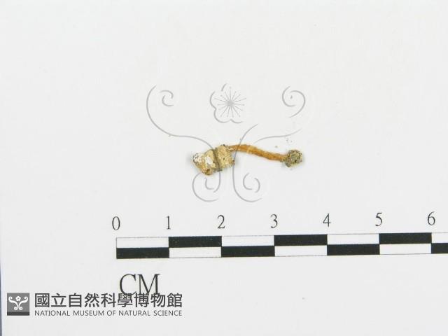 傘菌屬藏品圖，第3張