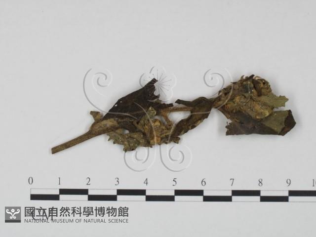 登錄號:F0019186藏品圖，第3張
