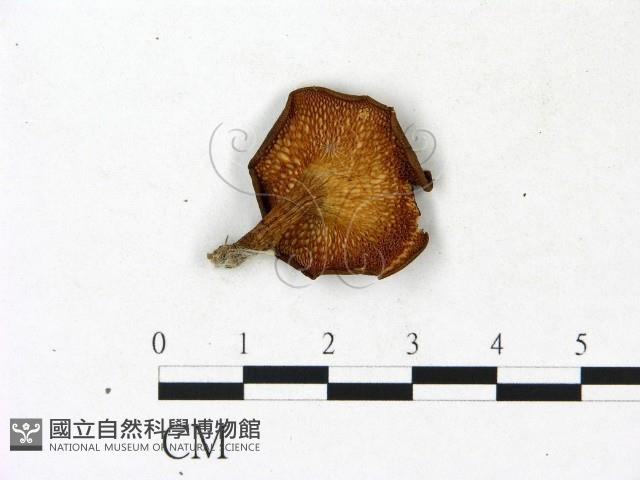 多孔菌屬藏品圖，第3張