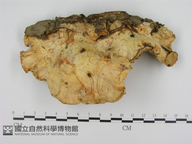 登錄號:F0013186藏品圖，第3張