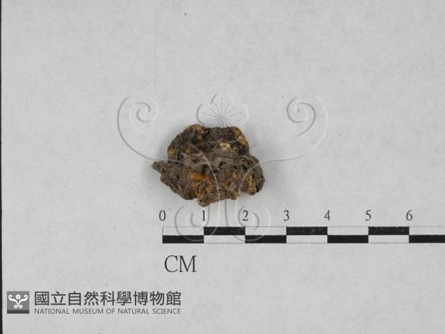 硬孔菌屬藏品圖，第3張