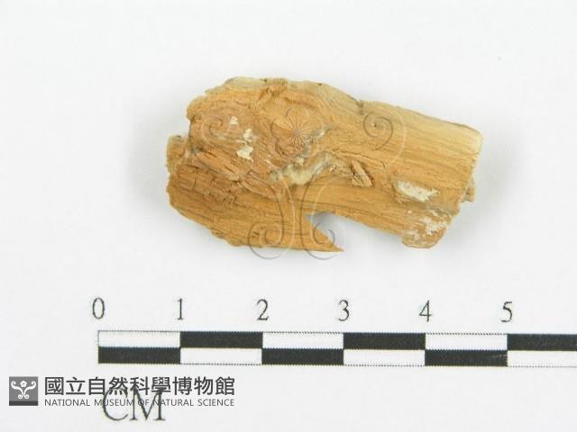 登錄號:F0006086藏品圖，第3張