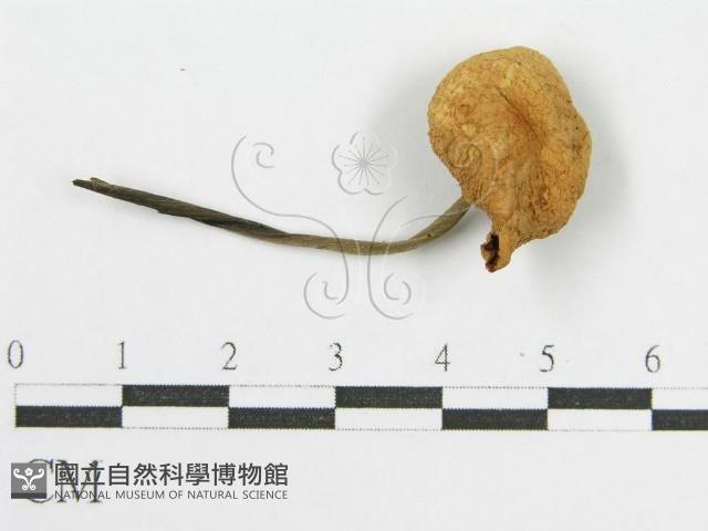 登錄號:F0016086藏品圖，第3張