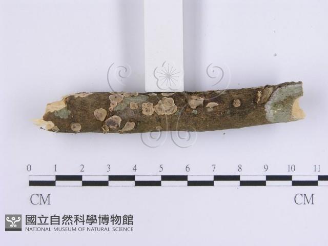 韌革菌屬藏品圖，第3張