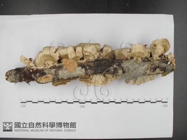 登錄號:F0024086藏品圖，第3張