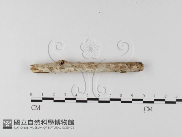 登錄號:F0004086藏品圖，第3張