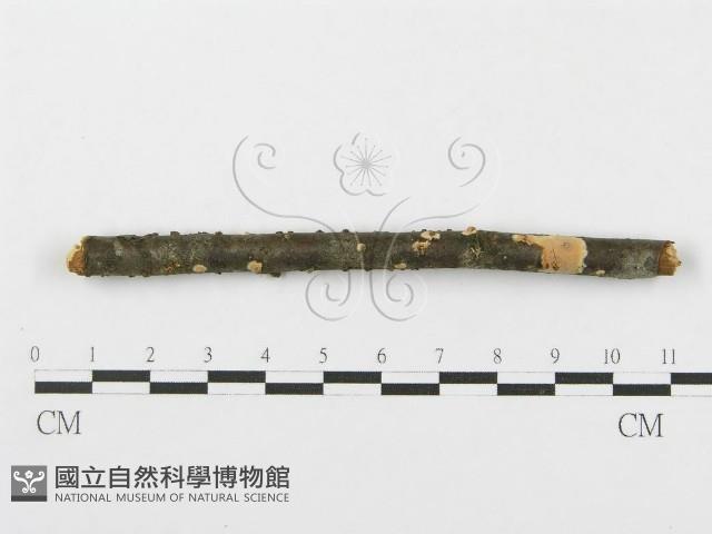 登錄號:F0012086藏品圖，第3張