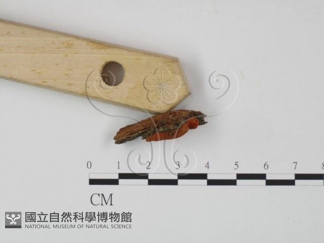 血紅密孔菌藏品圖，第3張