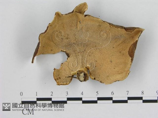 登錄號:F0005086藏品圖，第3張