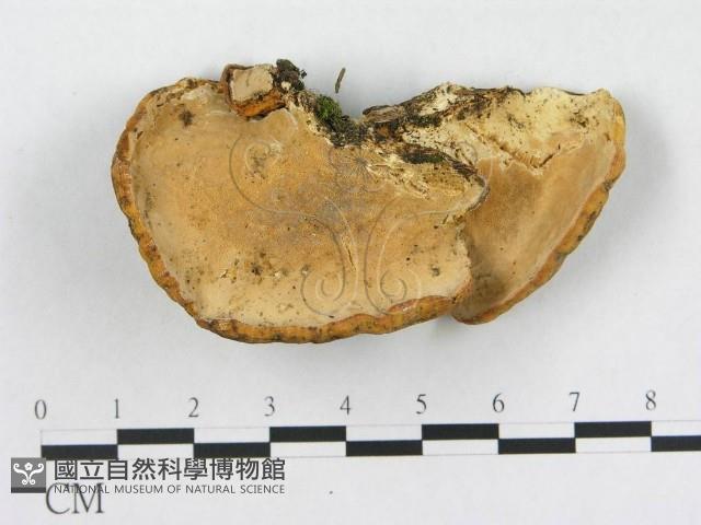 登錄號:F0019086藏品圖，第3張