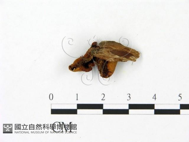 登錄號:F0023086藏品圖，第3張