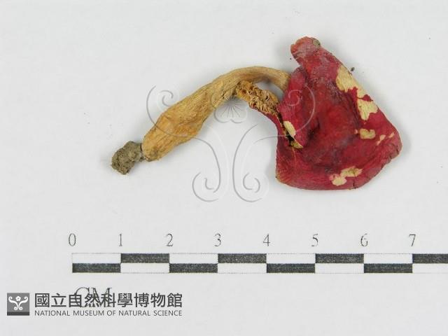 登錄號:F0013086藏品圖，第3張