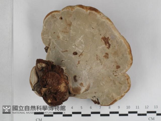 登錄號:F0033086藏品圖，第3張