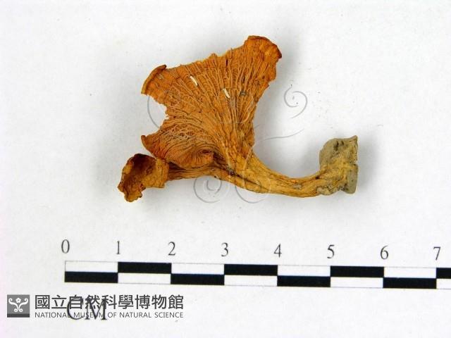 登錄號:F0008386藏品圖，第3張