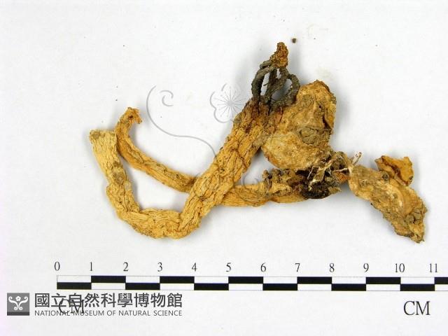 登錄號:F0020386藏品圖，第3張