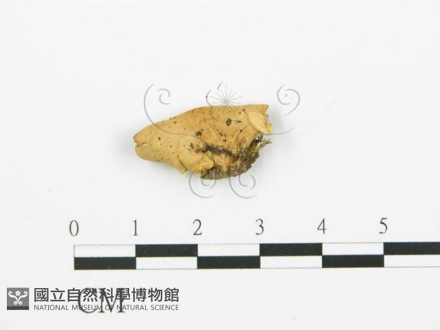 登錄號:F0006386藏品圖，第3張