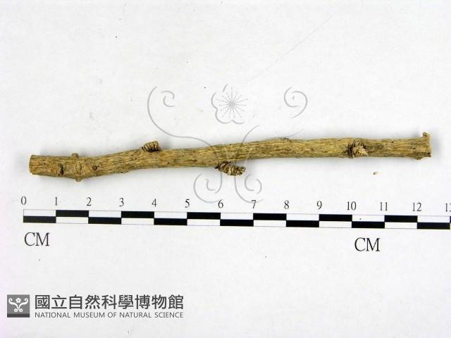 登錄號:F0011386藏品圖，第3張